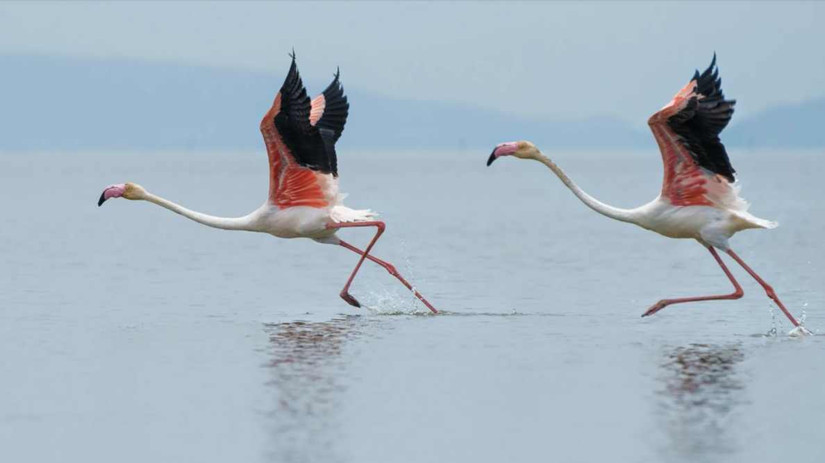 Pink flamingos taking flight over Alyki salt lake